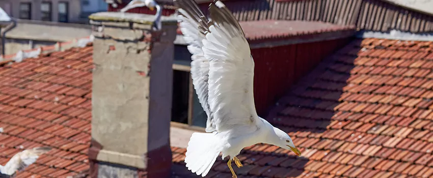 Residential Chimney Animal Removal Solution in Pineville, LA