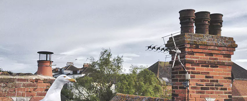 Chimney Cleaning And Restoration in Pineville, Louisiana